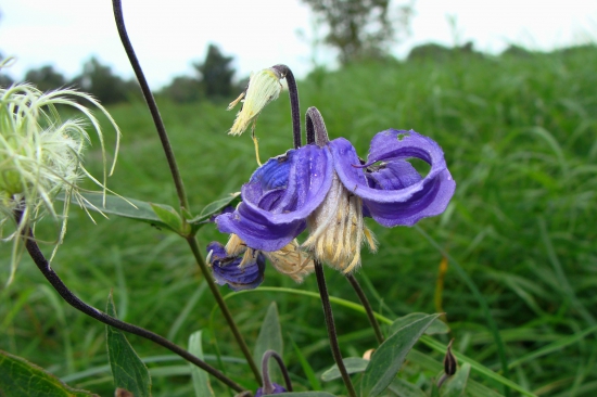 plamienok celistvolistý