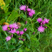 kosienka farbiarska /Serratula tinctoria L.