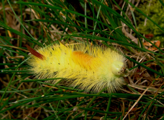 štetinavec orechový