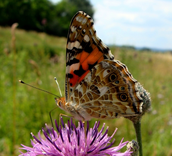 babôčka bodliaková