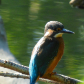 rybárik v protisvetle