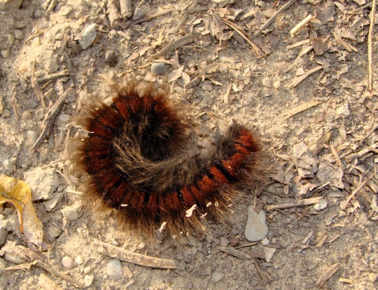 priadkovec černicový /Macrothylacia rubi
