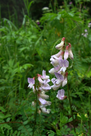 vika lesná /Vicia sylvatica