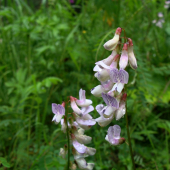 vika lesná /Vicia sylvatica
