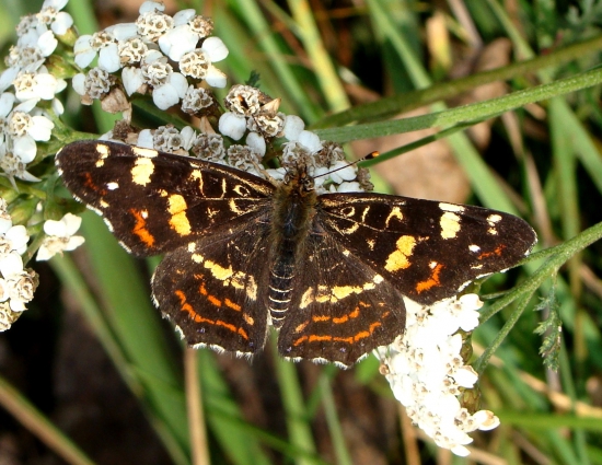 babôčka sieťkovaná