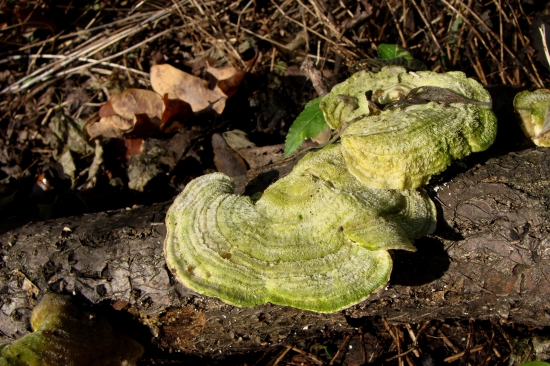 trúdnikovec chlpatý