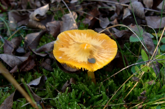 lúčnica sírovožltá?