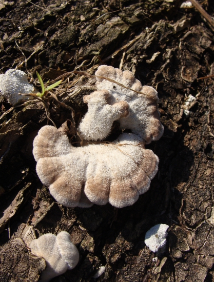 klanolupeňovka obyčajná