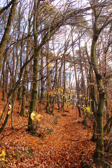 v novembrovom lese...