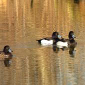 chochlačka vrkočatá