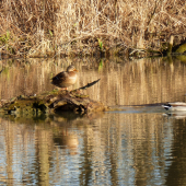 poludňajšia pohoda......