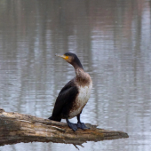 kormorán na vyhliadke...