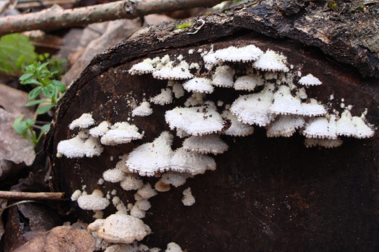 klanolupeňovka obyčajná /Scizophyllum