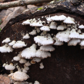 klanolupeňovka obyčajná /Scizophyllum