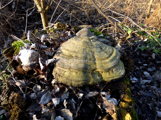 práchnovec kopytovitý