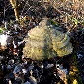 práchnovec kopytovitý