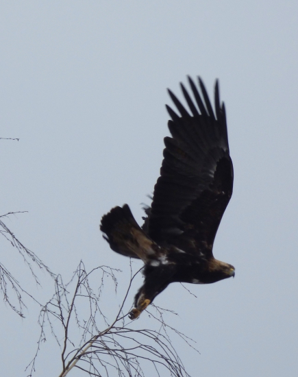 orol