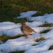 pipíška chochlatá