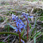 scila viedenská