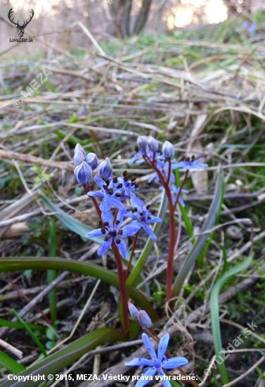 scila viedenská