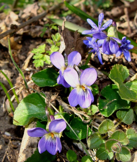 už vykukli hlávky fialky...