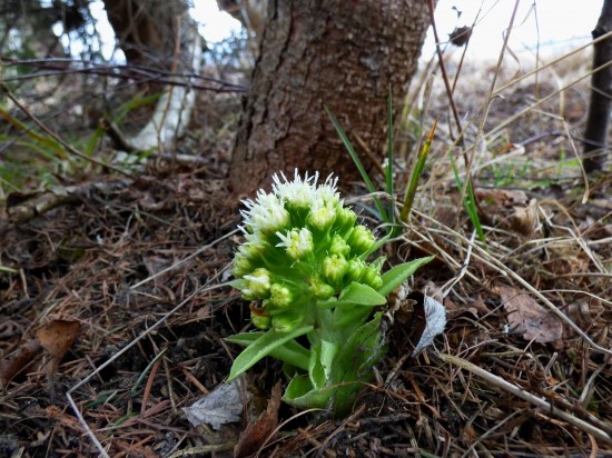 deväťsil biely /Petasites albus