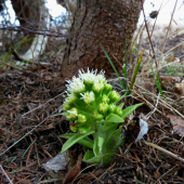 deväťsil biely /Petasites albus