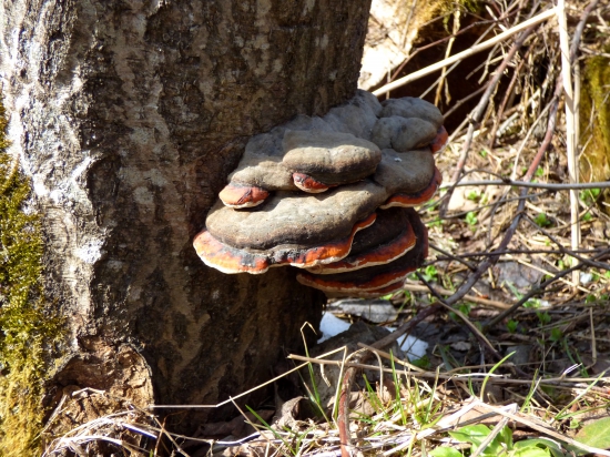 práchnovček pásikavý