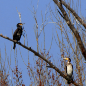 sliediace kormorány...