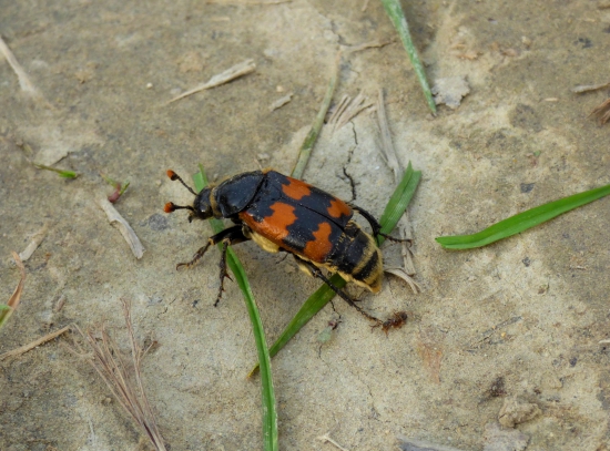 hrobárik obyčajný