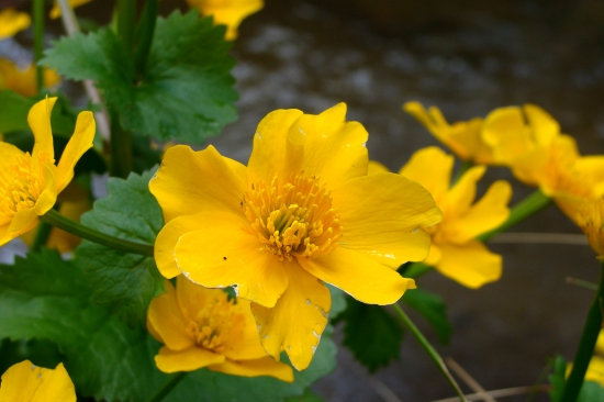 záružlie močiarne