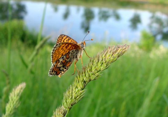 hnedáčik mriežkovaný
