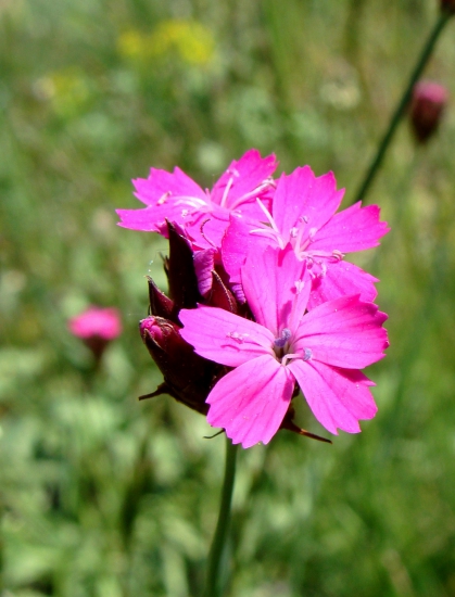 klinček kartuziánsky