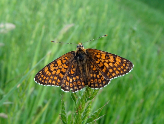 hnedáčik mriežkovaný