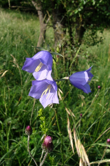 zvončeky v tráve...