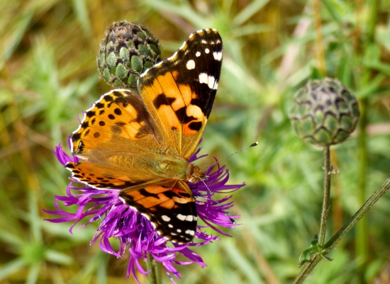 babôčka bodliaková