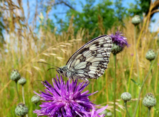 očkáň timotejkový