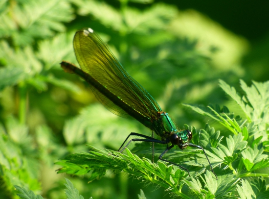 splývajúca hadovka...
