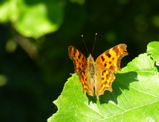 babôčka zubatokrídla