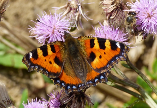 babôčka pŕhľavová