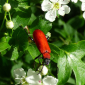 červenáčik ohnivý /Pyrochroa coccinea