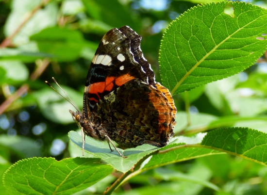 babôčka admirálska