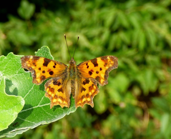 babôčka zubatokrídla