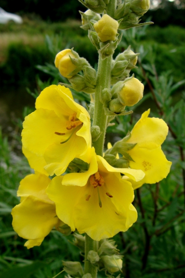 divozel veľkokvetý