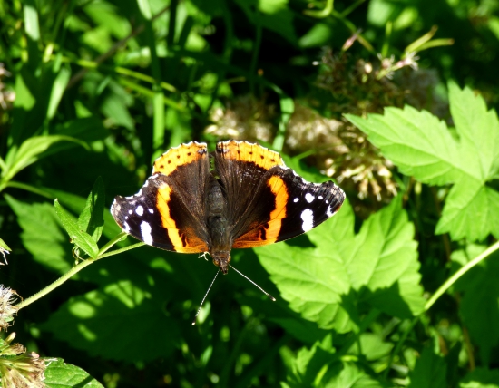 babôčka admirálska