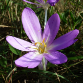 jesienka