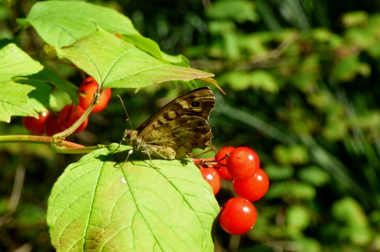 očkáň pýrový...