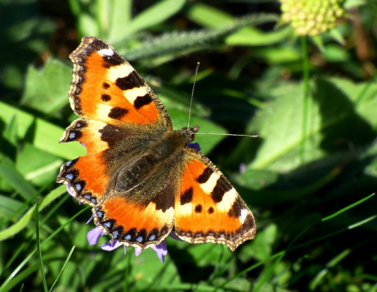 babôčka pŕhľavová