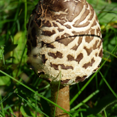 bedľa vysoká