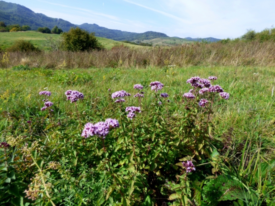 pamajorán obyčajný